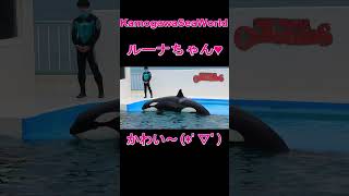 ツンデレ「ルーナちゃん」かわいすぎ～😍 #Shorts #鴨川シーワールド #シャチ #orca #kamogawaseaworld