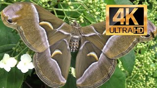 Tree of  Heaven Silkmoth: Samia cynthia (Saturniidae) 4K Quality No Commentary