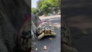 #陸龜 #豹龜 #turtle  #taiwan #Leopard tortoise