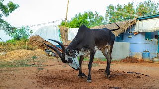 (17-06-2020)வேலன்குளம் KMK காளைகள் சவாரி