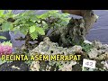 Merapat Gaess !! Bonsai Asem Jawa Harganya Pasti Berjuta Juta