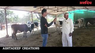 Motivational फक्त नेपियर वर दुग्ध व्यवसाय BHANUDAS ZAGADE #hfcow #dairy