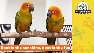 2 Super Cute Sun Conures | Victorian Bird Co