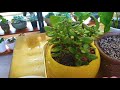 라돈 마사토대신 복토 대처법 꿀팁정보 2가지succulents