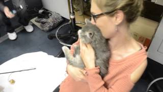 Uber Kittens Visit KLAQ