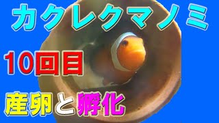 [カクレクマノミ] 10回目の産卵と孵化。他魚の稚魚も💛 (253)