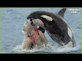 20 Crazy Moments Animals Picked the Wrong Opponent, When A Polar Bear Meets A Hungry Orca!