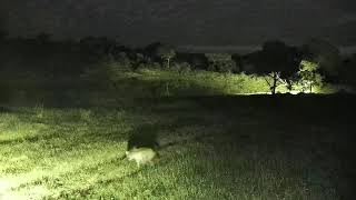 Djuma: Two Hyenas walk past the parked cam - 03:51 - 12/20/21