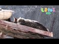 【猫島】たくさん集まるにゃー！しまねこの日常｜愛知・篠島「しまねこうらら」 11