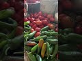 Harvest bounty! Canning season is here #tomato #peppers #harvest #preservation #pantryshelf