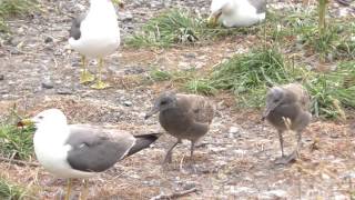 【4K】ウミネコ ﾆｬｰ はやくとびたいなぁー魚あ-るっ🐟／ black-tailed gull 🗾 in Otaru Part20