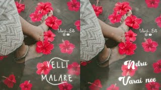 Velli Malare Song..😍.. Lovely WhatsAppp status | Vikash Editz.