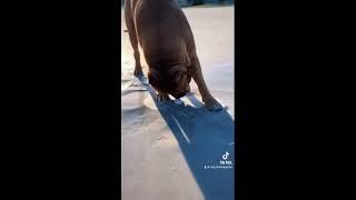 Giant Pitbull hilariously blows bubbles going after sea shells