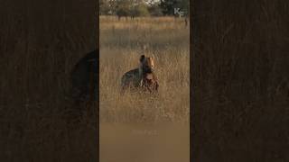 Leopard Steals Hyena’s Prey: An Unbelievable Chase