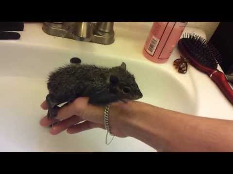 Baby squirrel Sugar taking her first bath Baby squirrel Sugar taking her first bath