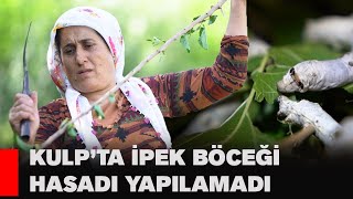 Kulp’ta ipek böceği hasadı yapılamadı