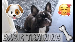 FRENCHIE Basic Training | Top Commands