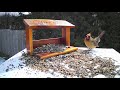 gorgeous female northern cardinal feeding and bird call