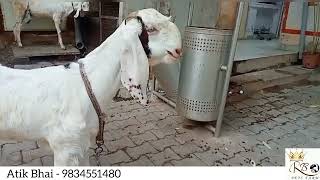 Sojat female 2 month ki gaban ( pregnant) hydrabadi breeder se | 2 daat fresh #sojatbakre