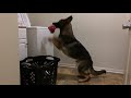 you can t help but laugh at these hysterical dogs compilation 2019