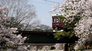 桜咲く　西宮・夙川、大阪・桜ノ宮　2015.3.31