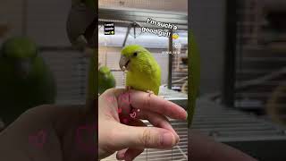 Sperlingspapagei kommt auf Kommando auf den Finger // Parrotlet steps up on command