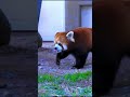 飼育員さんにまとわりつくレッサーパンダ redpanda レッサーパンダ 飼育員さん