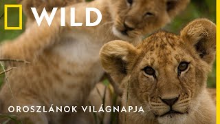 Oroszlánok világnapja augusztus 10-én hétfőn | National Geographic WILD