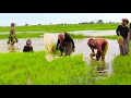 Traditional Rice Planting by Hands in Cambodia