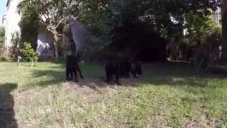 Labrabull puppies