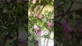 How to make your Peggy Martin Rose Stick to your wall!