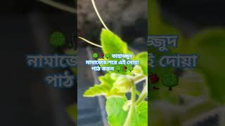 🌳🥀🌳 তাহাজ্জুদ নামাজের পরে এই দোয়া পাঠ করুন 🌳🥀🌳 #islamicstatus #funny #mizanur_rahman_azhari #food