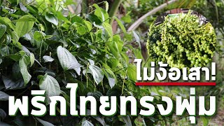 ปลูกพริกไทยแบบพุ่มไม่ต้องใช้เสาประหยัดต้นทุน | Planting peppers without using poles |SARAGASET