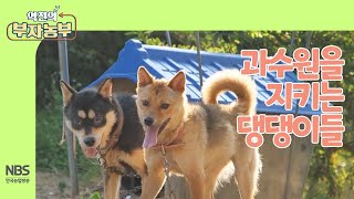 [역전의부자농부 262회] 과수원을 지키는 댕댕이들 #복숭아 #역전의부자농부 #댕댕이