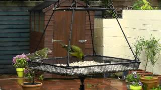 Siskin Male and Female - Siskins