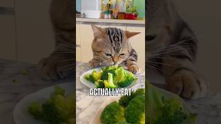 Surprising foods that your cat can actually eat #catlover #facts #interesting #cat #food #pet