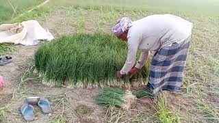 গ্রাম বাংলা, আজ দেখাবো গ্রামের জমিতে পেঁয়াজের চারা এবং পেঁয়াজ রোপন, চলুন দেখি