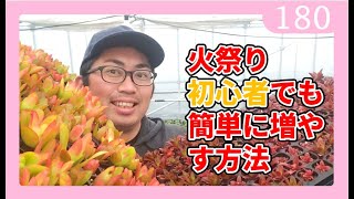 多肉植物の増やし方 火祭り クラッスラ属 挿し木 園芸 ガーデニング ｂｙ園芸チャンネル 180