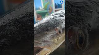 Giant Cobia fish | கடவுரால்