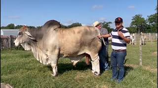 Gray Brahman Bull MR. V8 146/8 \