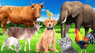 Sounds of wildlife animals, familiar animals: cats, dogs, horses, Elephants, cows,  - Part 1
