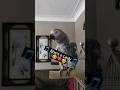 She's a Lady #animals #africangrey #birds #greyparrots #parrot #funny #lol #pets #animals #fyp #cute