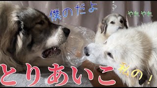 【あっくん緊急事態】ショックを隠せないアシタカといつも明るく楽しむリュシータ【Great Pyrenees】