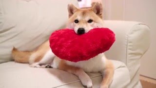 柴犬だいふくの掴んだハートは離さない♡[ Daifuku caught the heart ]