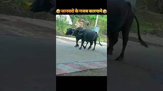 janvaro ke gajab karna mein 😂 ||#funny #animalfunnyvideos #dog funny video #shorts #viral #trending