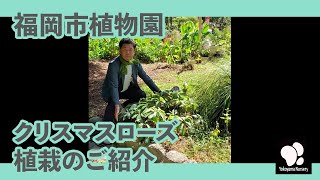 福岡市植物園 クリスマスローズ 植栽のご紹介　◆横山園芸 公式◆