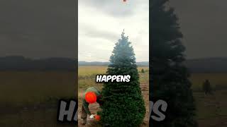 How is a Christmas Tree Made?