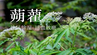 【蒴藋】接骨草，骨头断了的人赶紧来看