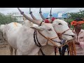 kilar bulls videos brother s bulls of devdurga kilara market