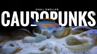 Shell Dweller Cichlid-Neolamprologus Caudopunctatus Aquarium Cinematic Video